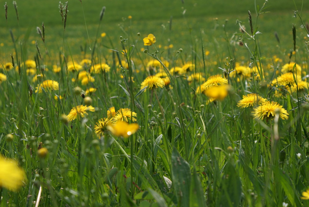 Der Sonne entgegen