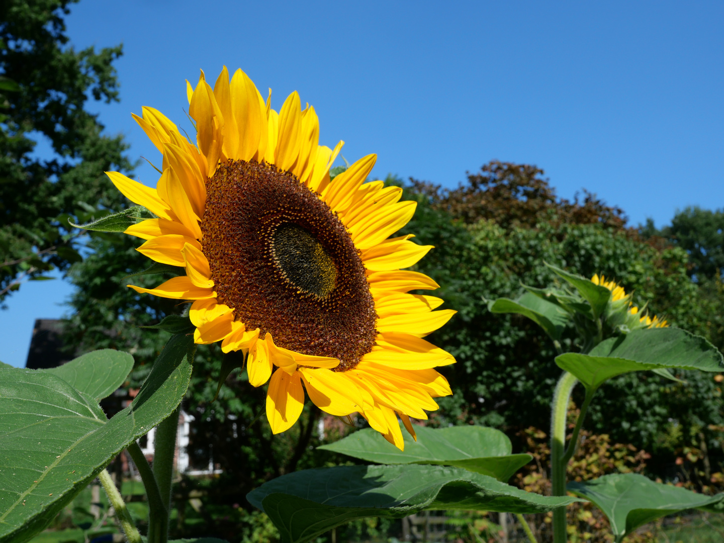 Der Sonne entgegen