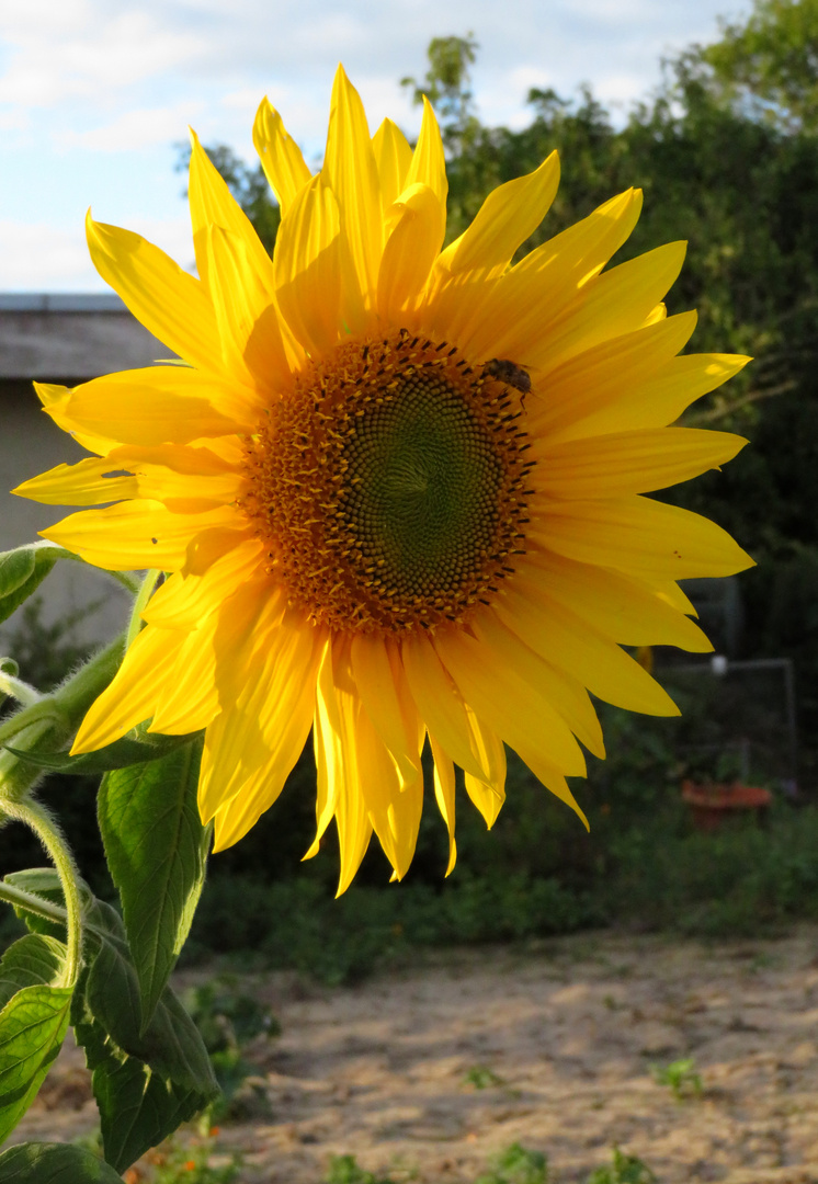 Der Sonne entgegen ...