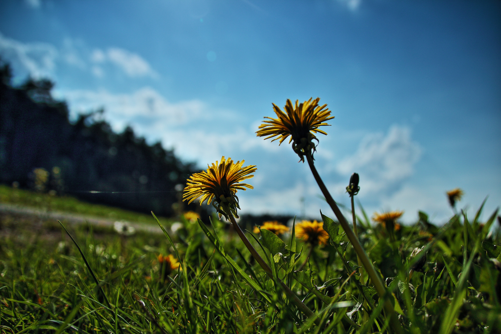 Der Sonne entgegen