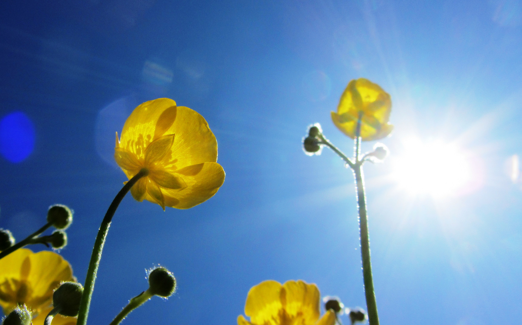 der Sonne entgegen / growing with the sunlight