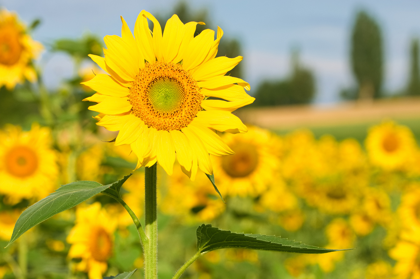 der Sonne entgegen II