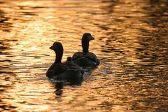 der Sonne entgegen mit Nachwuchs