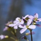 Der Sonne entgegen - Mittwochsblümchen 8.04.2020