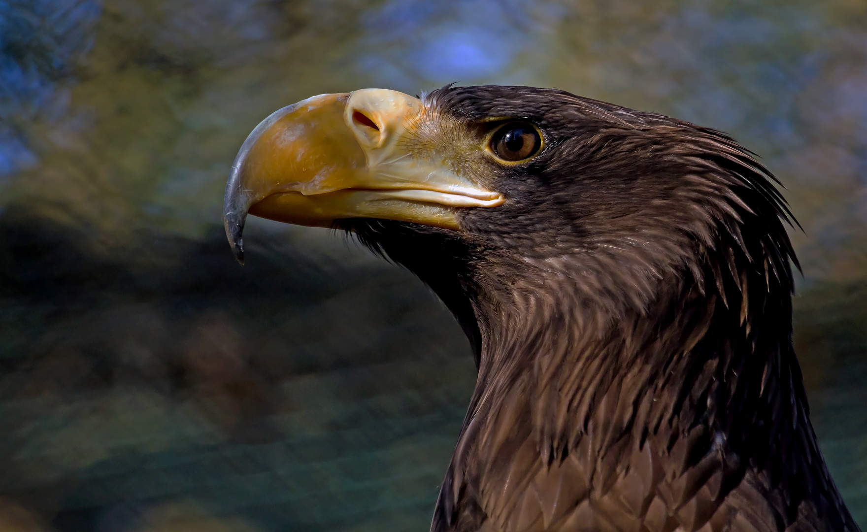 der sonne entgegen ....riesenseeadler