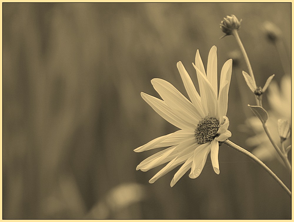 Der Sonne entgegen (sepia)