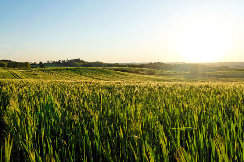 Der Sonne entgegen... übers Kornfeld zur Sonne.