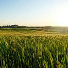 Der Sonne entgegen... übers Kornfeld zur Sonne.