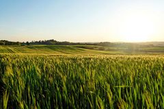 Der Sonne entgegen... übers Kornfeld zur Sonne.