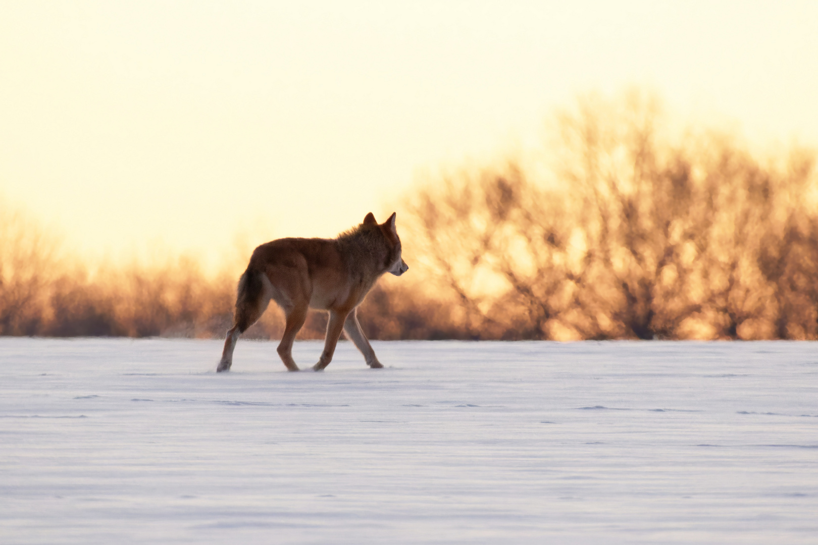 Der Sonne entgegen... Wolf - Canis lupus - am Morgen