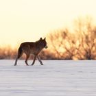 Der Sonne entgegen... Wolf - Canis lupus - am Morgen