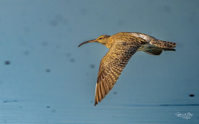 °°_Der Sonne hinterher_°°