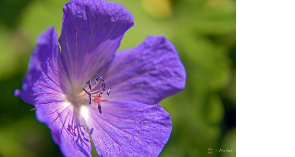 der sonne zugewandt