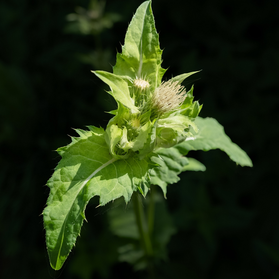 der Sonne zugewandt