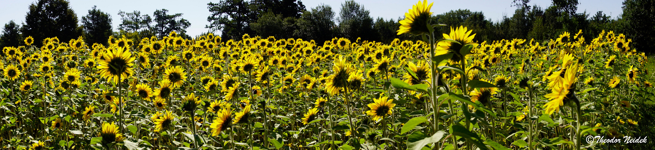 Der Sonne zugewandt