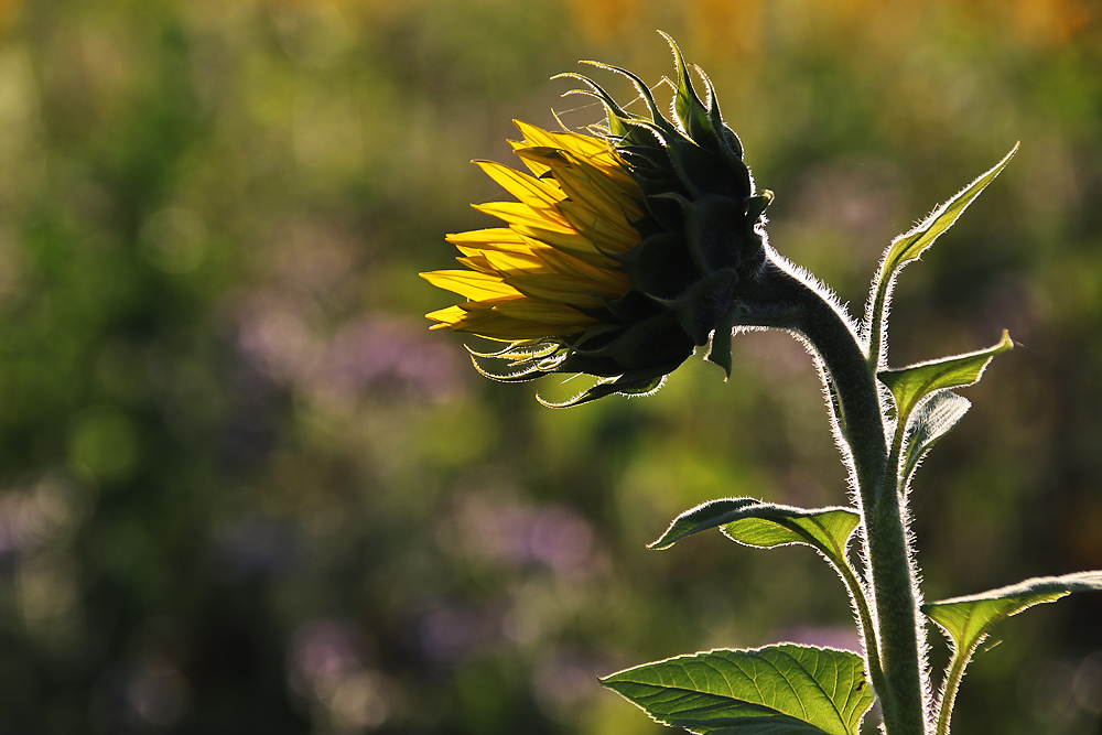 der Sonne zugewendet