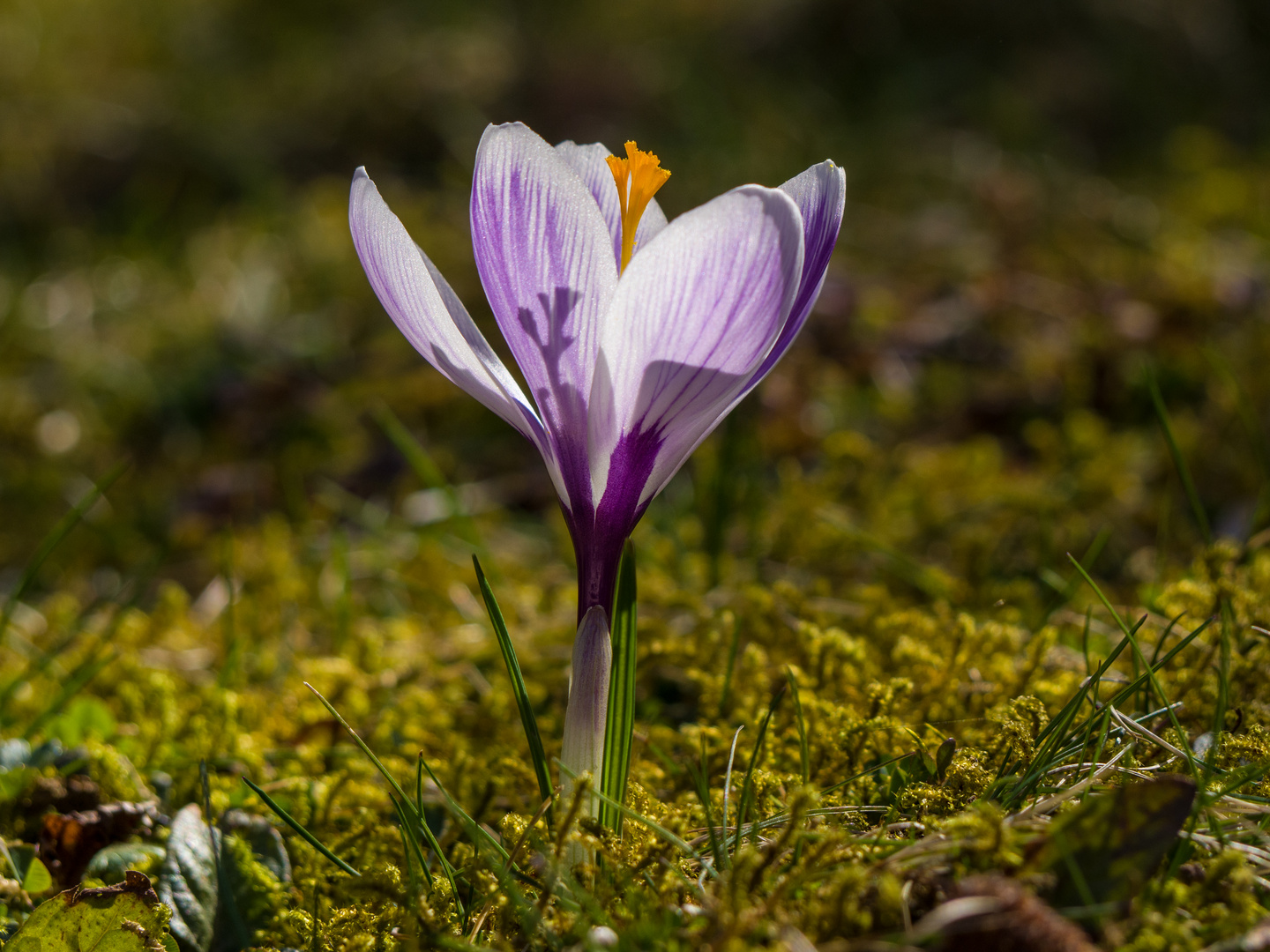 der "Sonne"entgegen