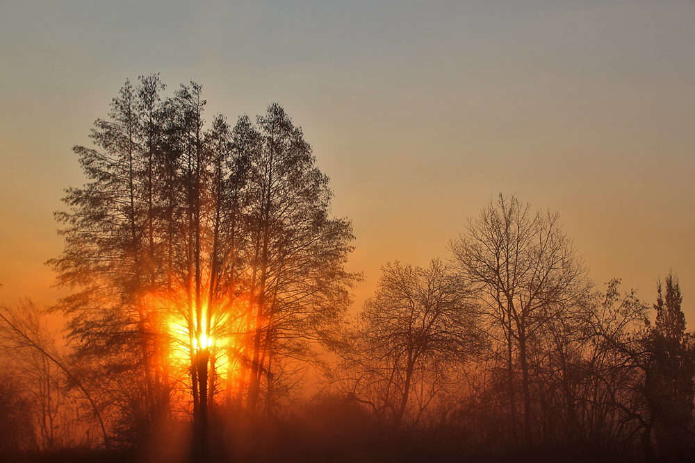 der "Sonnen-Baum"