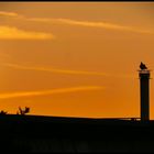 Der Sonnenaufgang wird von Tauben beobachtet (I)