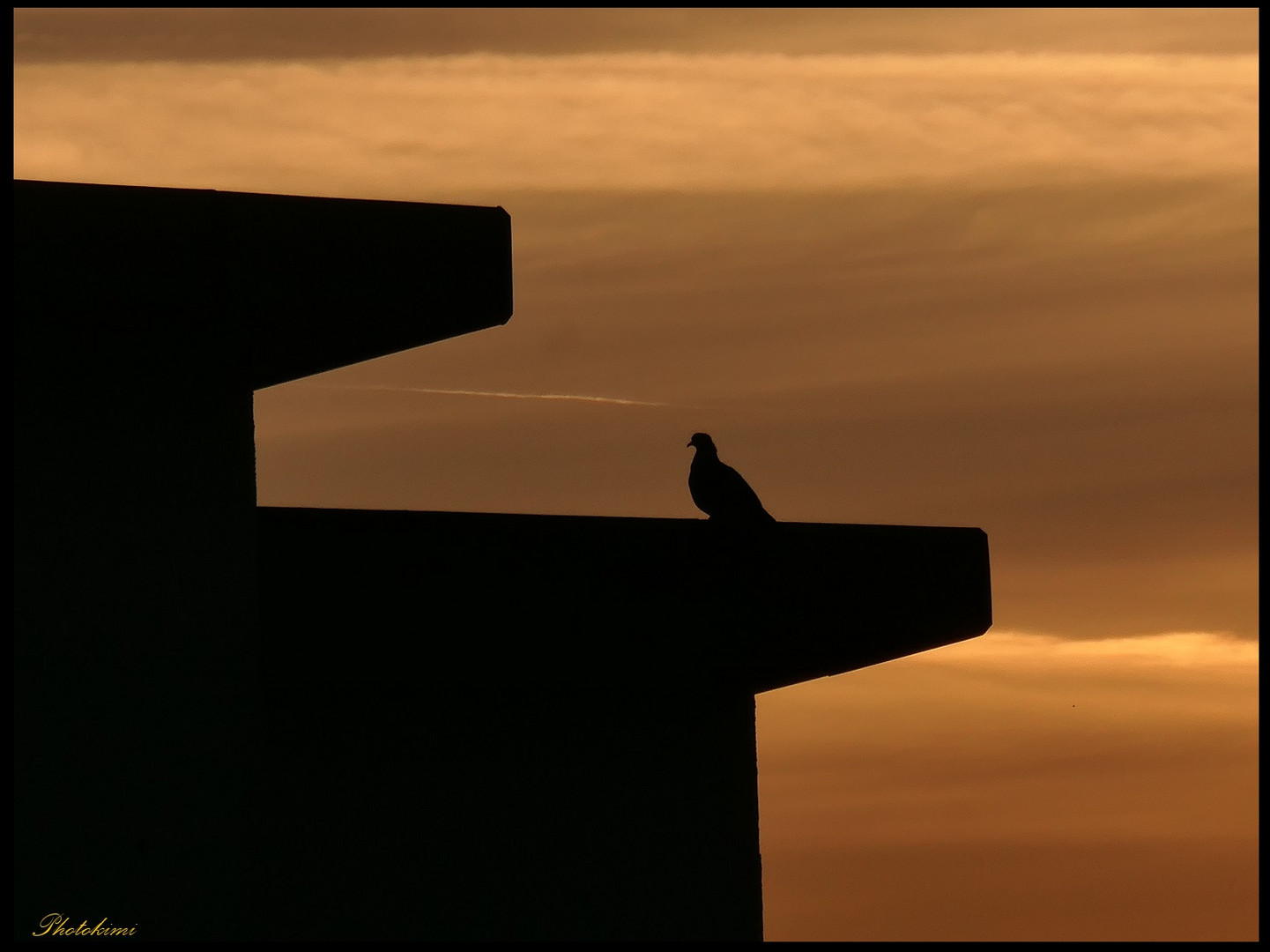 Der Sonnenaufgang wird von Tauben beobachtet  (II)