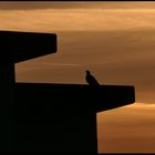 Der Sonnenaufgang wird von Tauben beobachtet  (II)
