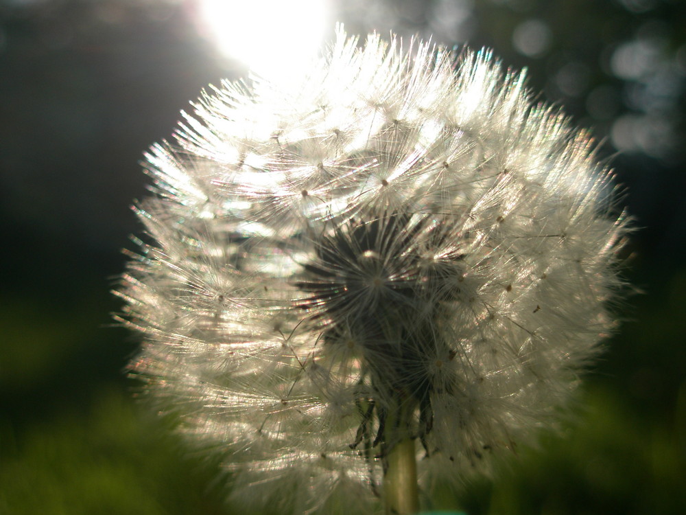 Der Sonnenball