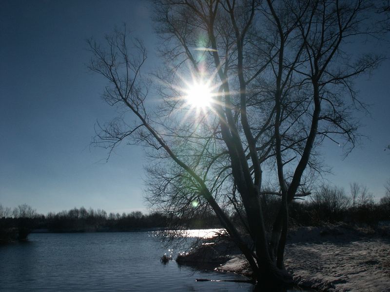 Der "Sonnenbaum"