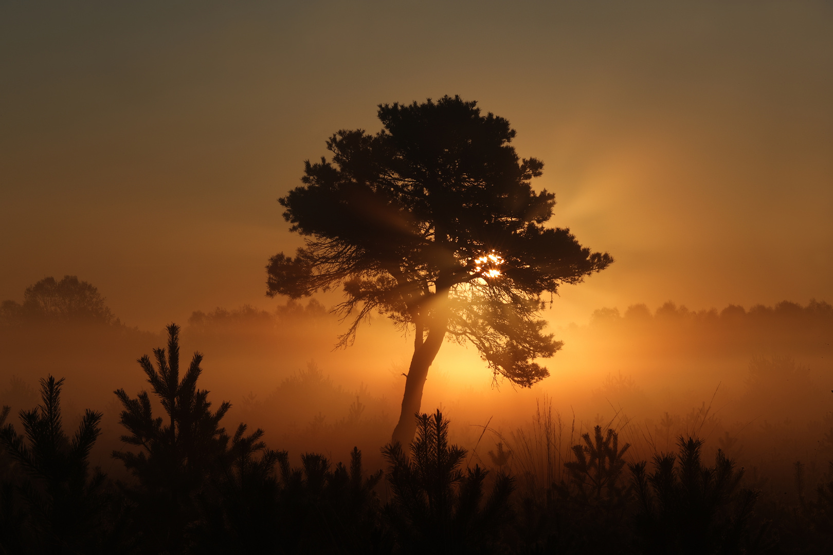 Der Sonnenbaum 