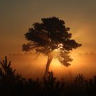 Der Sonnenbaum 