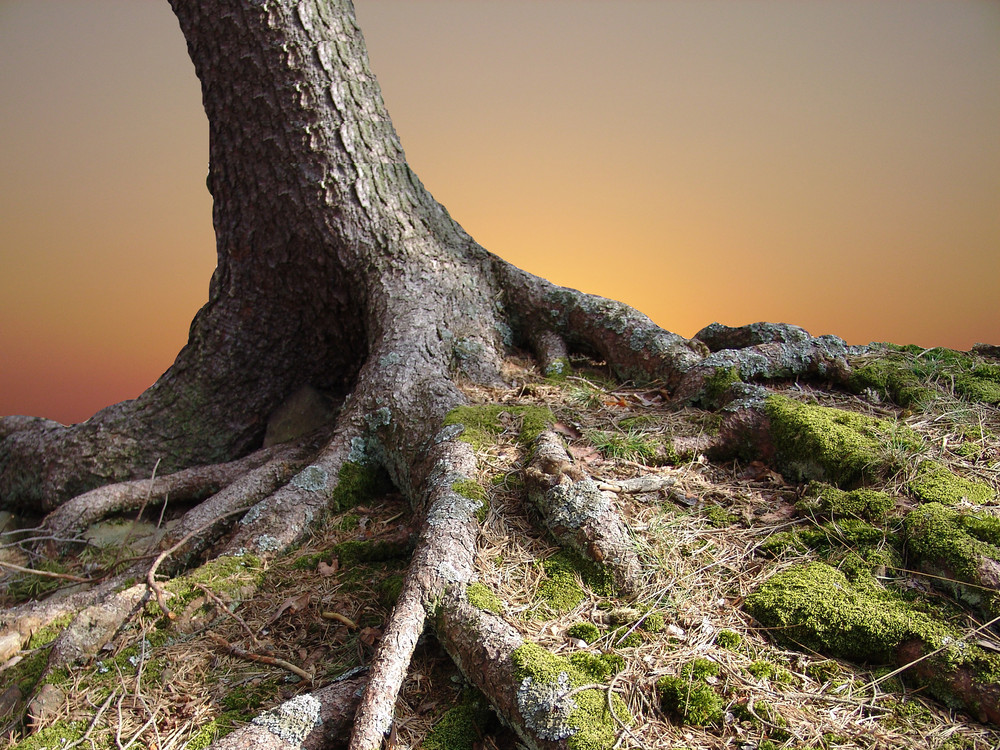 Der Sonnenbaum