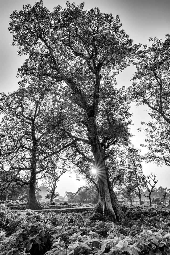 Der Sonnenbaum