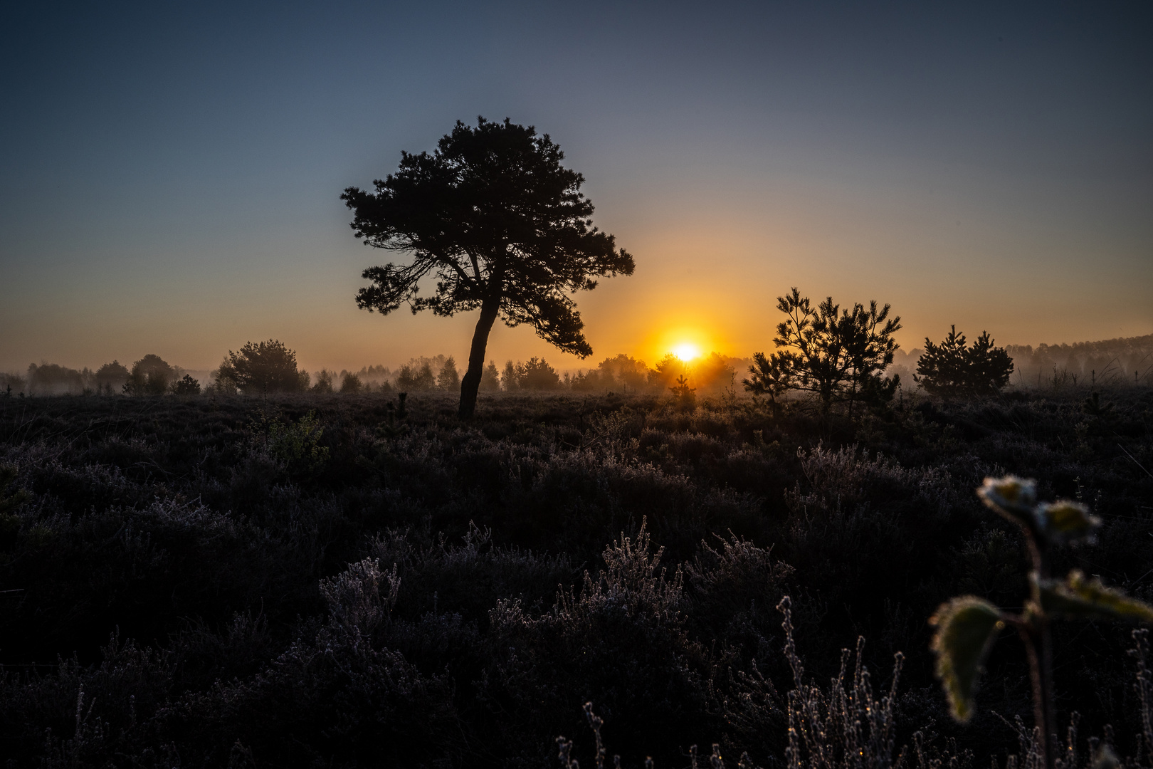 Der Sonnenbaum und die Kiefer 