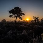 Der Sonnenbaum und die Kiefer 