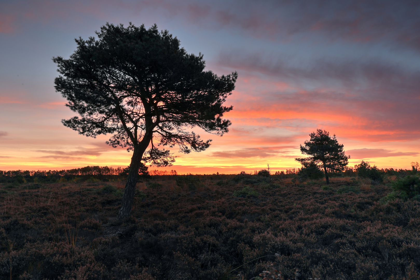 Der Sonnenbaum und sein Nachbar 