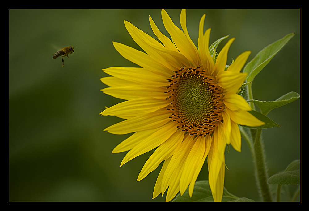 Der Sonne(nblume) entgegen...