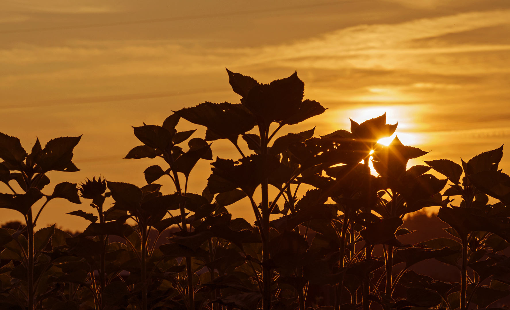 Der Sonnenblumen Untergang oder Ende eines Sommers