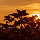 Der Sonnenblumen Untergang oder Ende eines Sommers