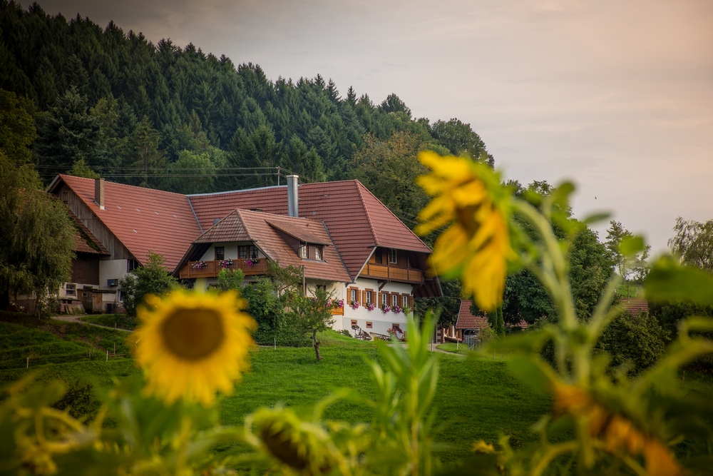 Der "Sonnenblumenbauer"