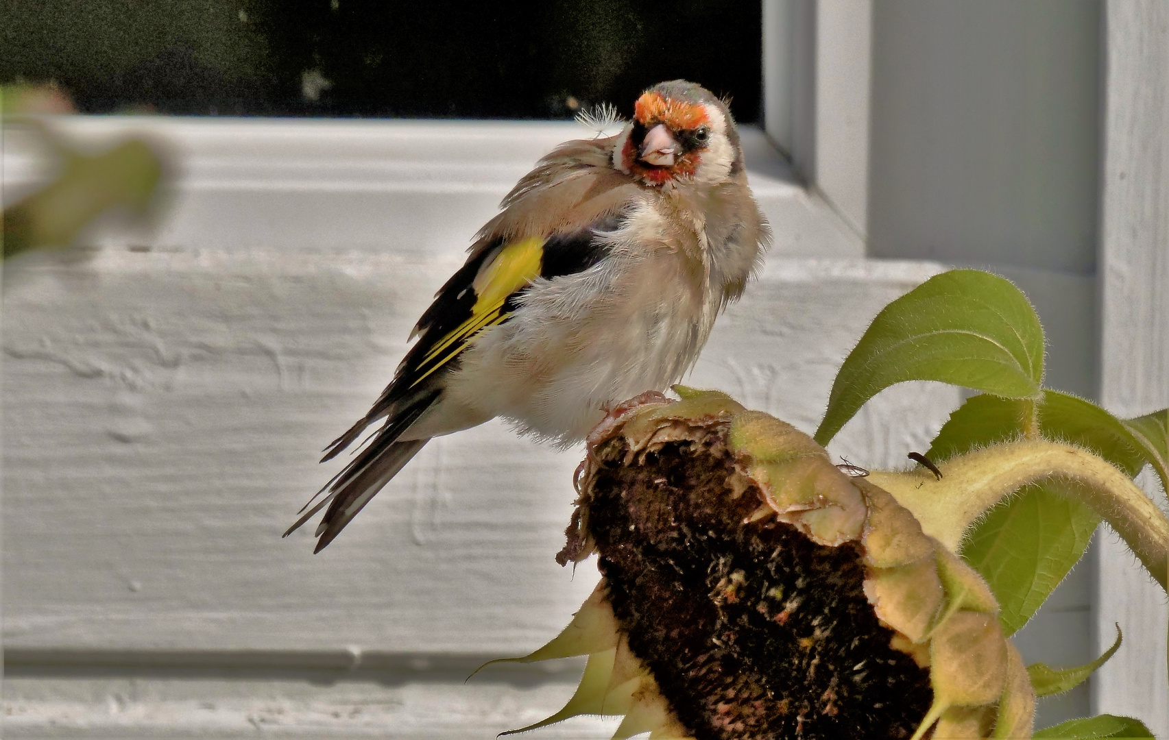 Der "Sonnenblumenfink".