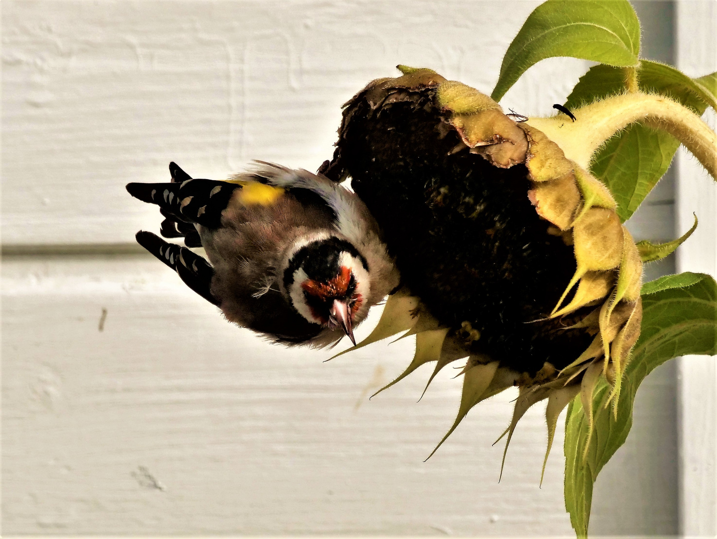Der "Sonnenblumenfink".