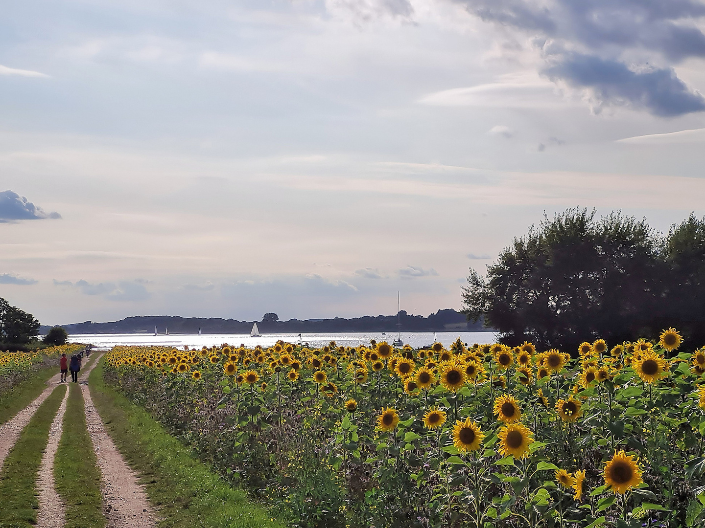 der Sonnenblumenweg...