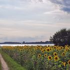 der Sonnenblumenweg...