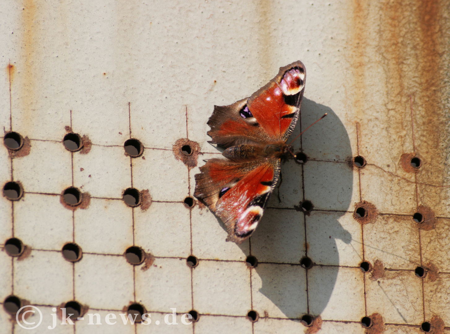 Der sonnende Schmetterling