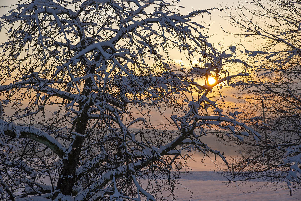 Der Sonnenfänger