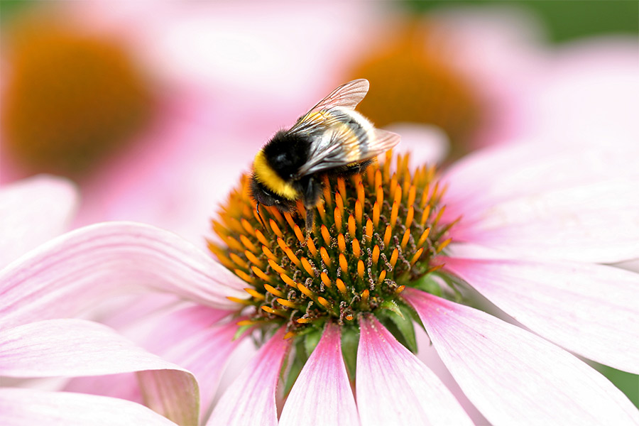 Der Sonnenhut schmeckt der Hummel gut