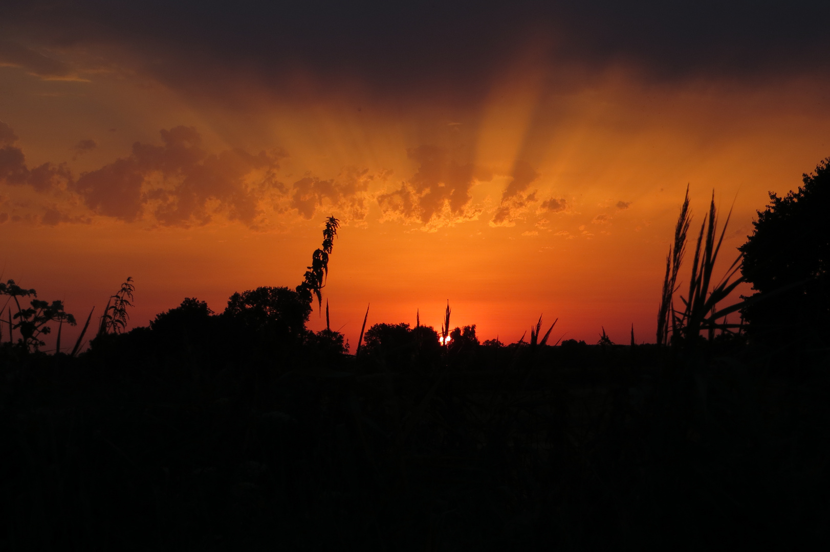 Der Sonnenschein aus Westenholz