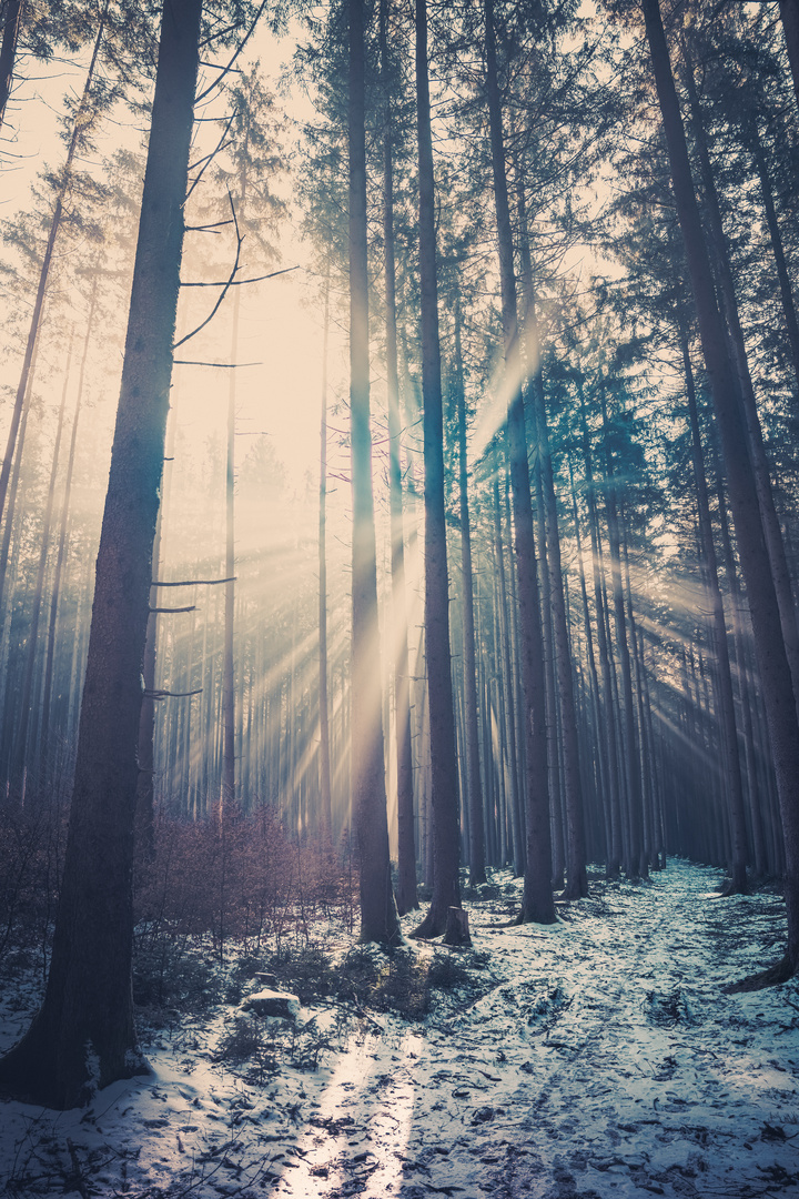 Der Sonnenschein Foto & Bild landschaften, bäume, sonne Bilder auf
