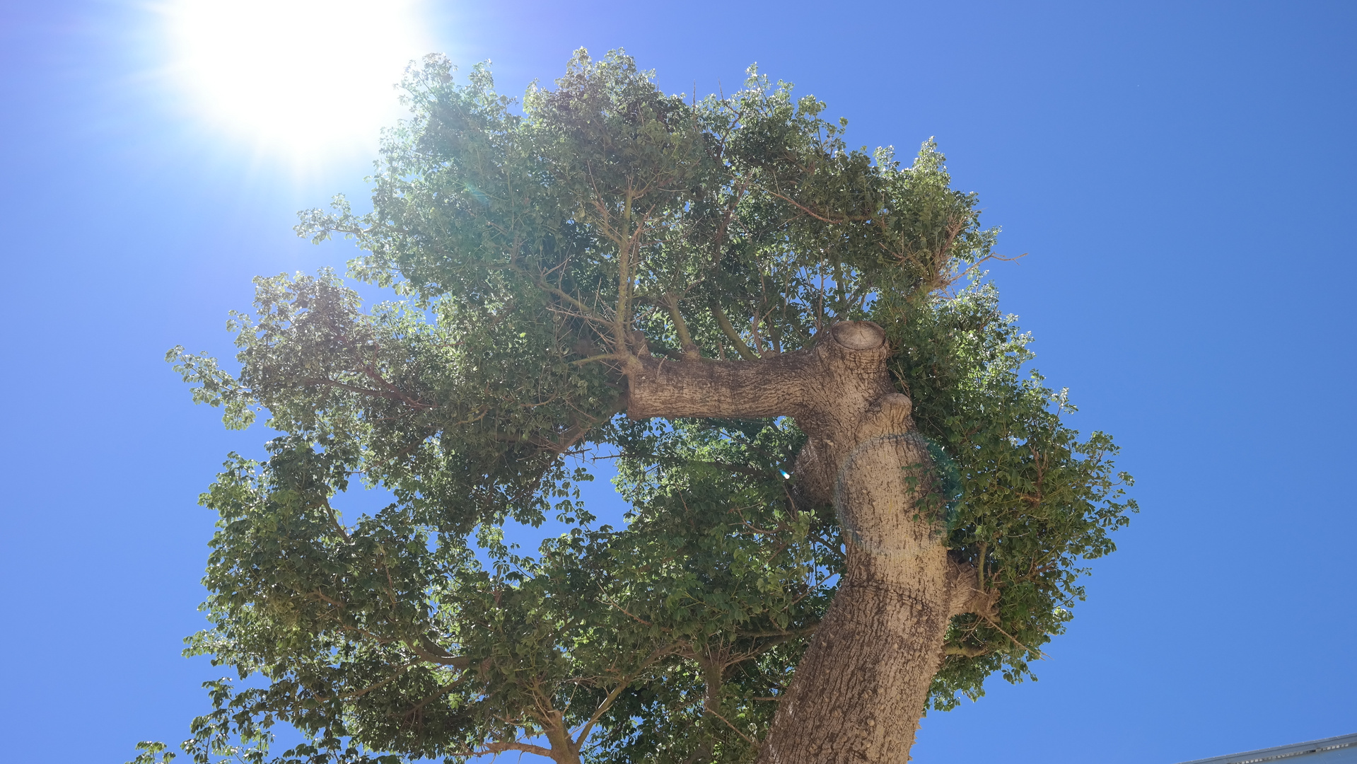 Der Sonnenschein neben einem Baum