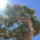 Der Sonnenschein neben einem Baum