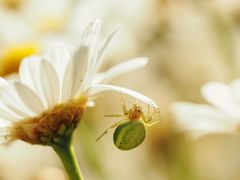 Der "Sonnenschirm".....